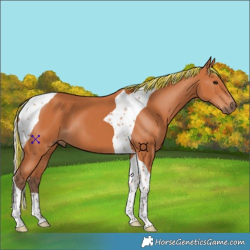 Horse Color:Painted Silver Bay Tobiano 