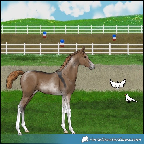 Horse Color:Gray Liver Red Dun Tobiano 