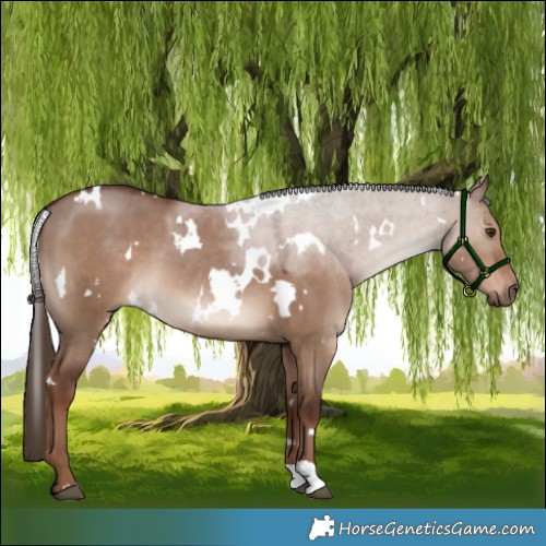 Horse Color:White Spotted Liver Red Dun 