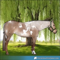 Horse Color:White Spotted Liver Red Dun 