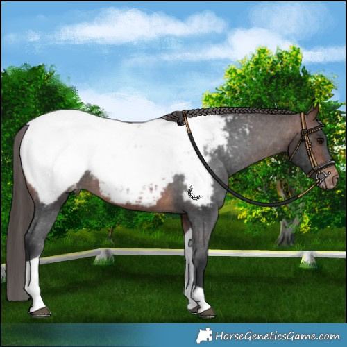 Horse Color:Brown Tobiano Snowcap 