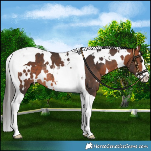 Horse Color:White Spotted Bay Splash Tobiano Rabicano 