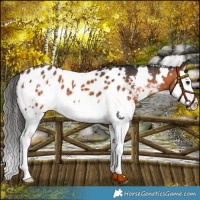 Horse Color:White Spotted Brown Splash Appaloosa 