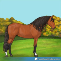 Horse Color:Bay 