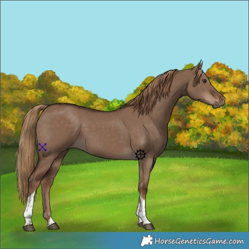 Horse Color:Liver Red Dun Tobiano 