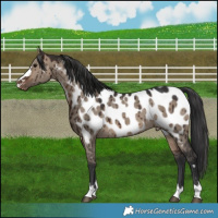 Horse Color:Brown Dun Appaloosa Brindle 