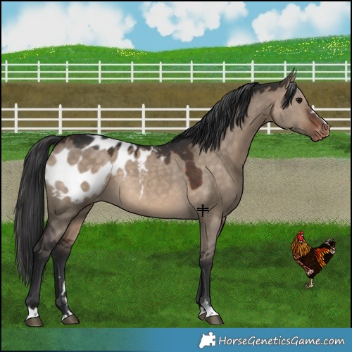 Horse Color:Brown Dun Appaloosa 
