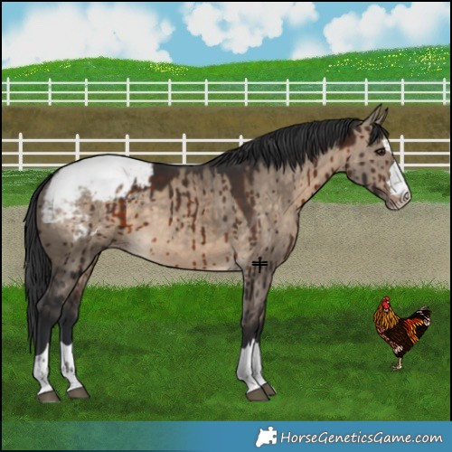 Horse Color:Brown Dun Snowcap Brindle 
