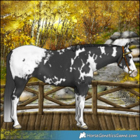 Horse Color:White Spotted Black Splash Snowcap 