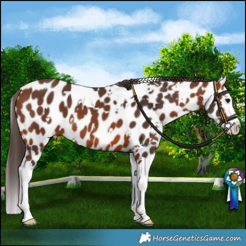 Horse Color:White Spotted Bay Splash Appaloosa