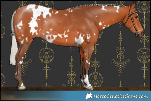 Horse Color:White Spotted Silver Bay Rabicano 
