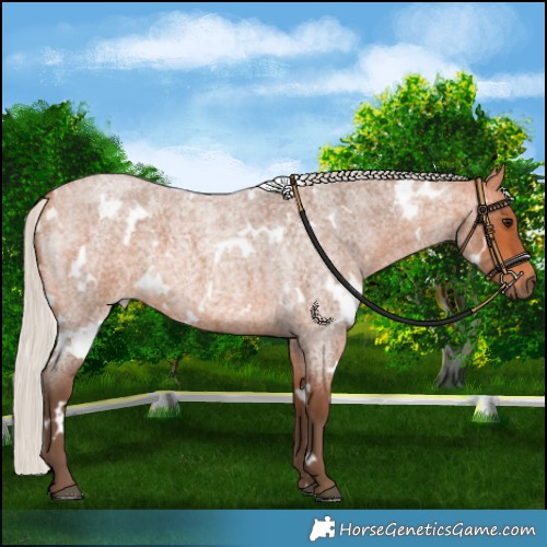 Horse Color:White Spotted Silver Bay Roan 