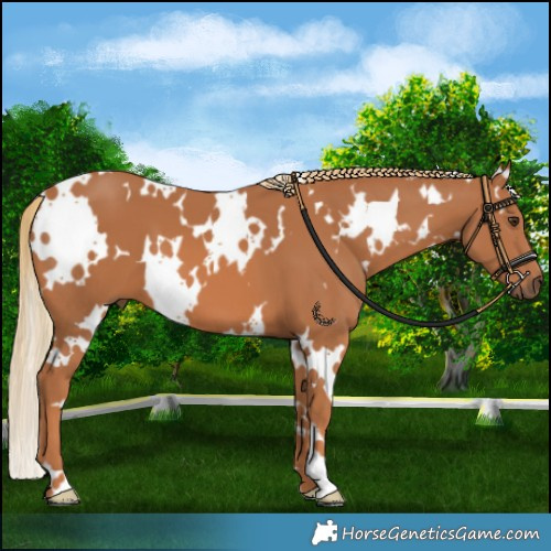 Horse Color:White Spotted Chestnut 