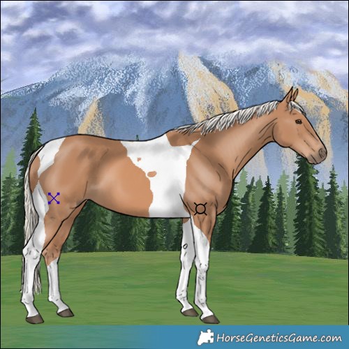 Horse Color:Chestnut Mushroom Tobiano