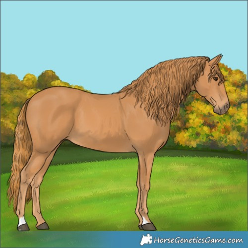 Horse Color:Chestnut 