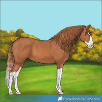 Horse Color:Chestnut Splash