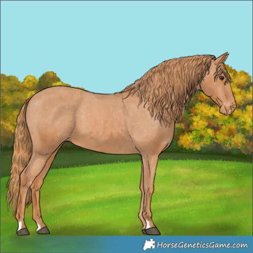 Horse Color:Chestnut Appaloosa 