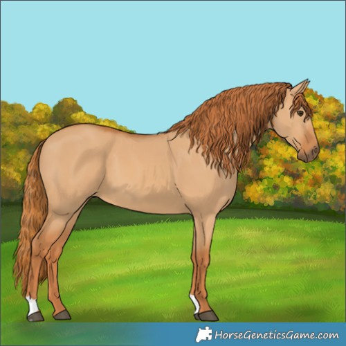 Horse Color:Red Dun 