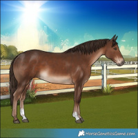 Horse Color:Liver Chestnut Sabino