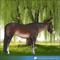 Horse Color:White Spotted Brown 