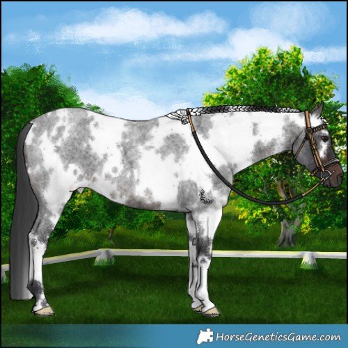 Horse Color:White Spotted Brown Roan 