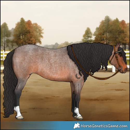 Horse Color:Brown Roan