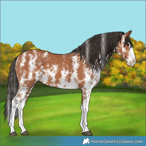 Horse Color:Bay Sabino Splash