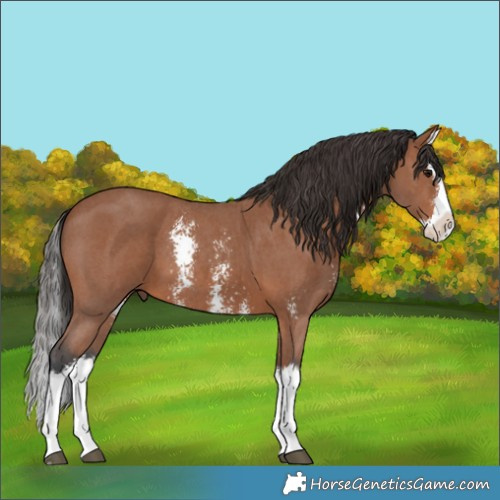 Horse Color:Unknown 