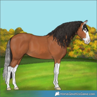 Horse Color:Bay Splash 