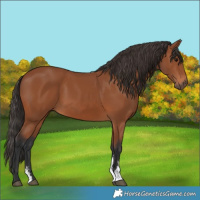 Horse Color:Bay Sabino