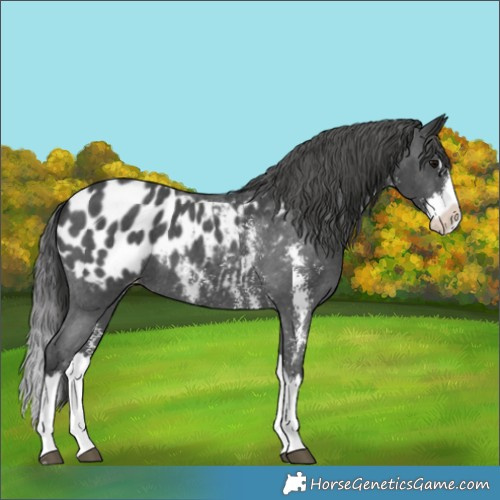 Horse Color:Black Sabino Splash Appaloosa 