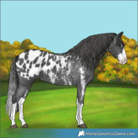 Horse Color:Black Sabino Splash Blanket 