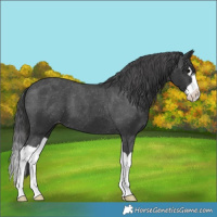 Horse Color:Black Splash Varnish 