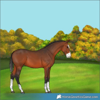 Horse Color:Bay Splash 