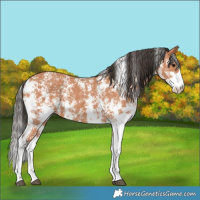 Horse Color:Bay Sabino 