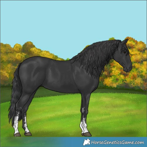 Horse Color:Black Sabino 