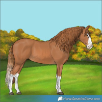 Horse Color:Chestnut Splash