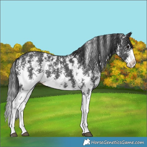 Horse Color:Black Sabino Splash 