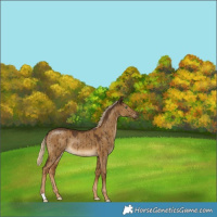 Horse Color:Chocolate Palomino Dun Rabicano Brindle 