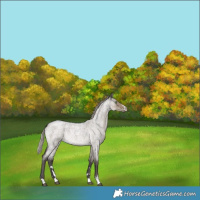 Horse Color:Silver Smoky Grullo Roan Rabicano 