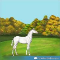 Horse Color:Silver Perlino Roan Dun Tobiano Rabicano 