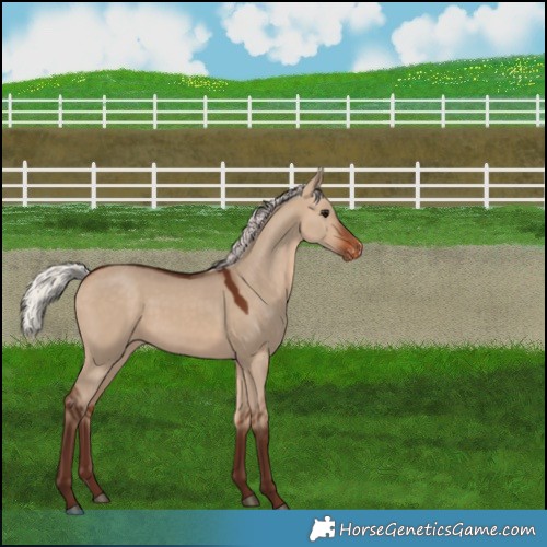 Horse Color:Silver Bay Dun Varnish 
