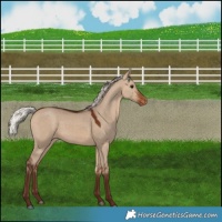 Horse Color:Silver Bay Dun Varnish 