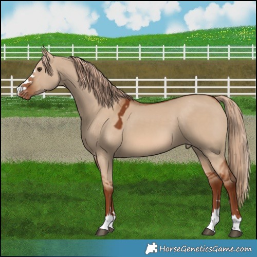 Horse Color:Red Dun Appaloosa 