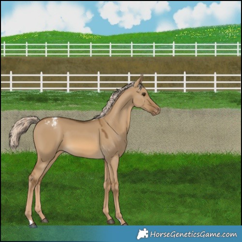 Horse Color:Chocolate Palomino Dun Varnish 