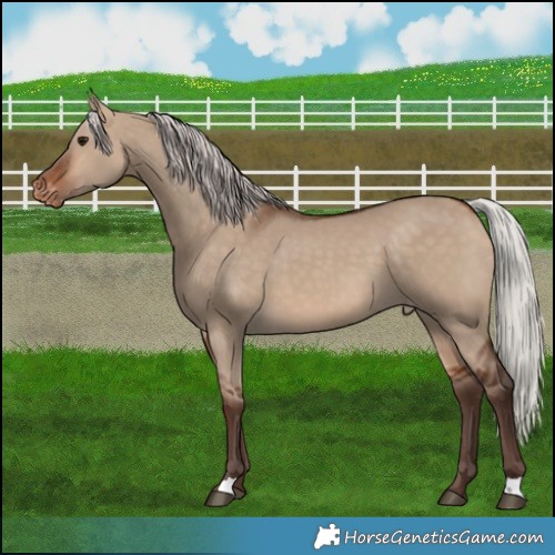 Horse Color:Silver Brown Dun Appaloosa 