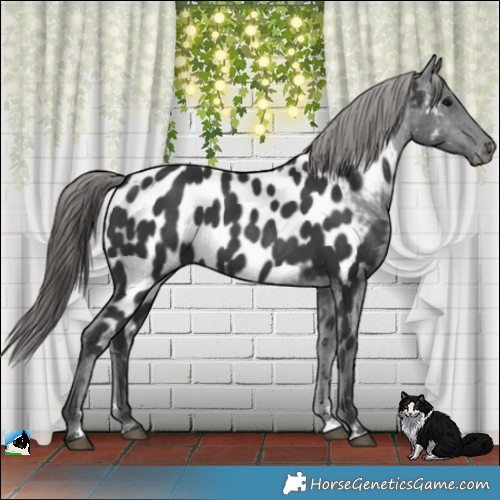 Horse Color:Black Near Leopard 