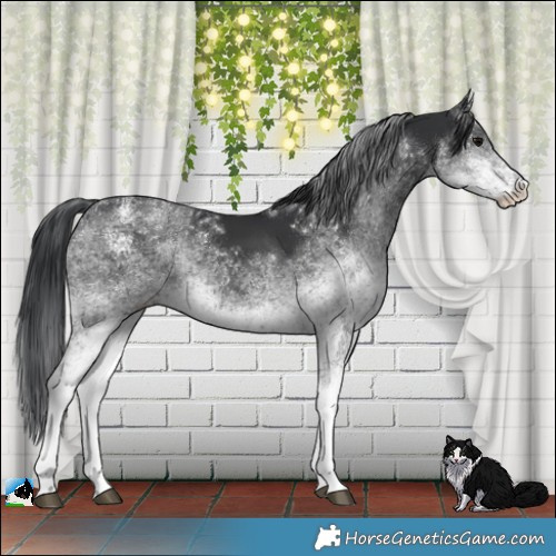 Horse Color:White Spotted Black 
