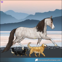 Horse Color:White Spotted Liver Red Dun Roan