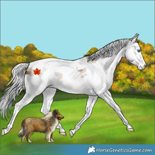 Horse Color:Amber Champagne Merle Sabino Tobiano Appaloosa  and Amber Champagne Merle Sabino Tobiano Appaloosa 